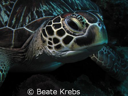 Close Turtle, taken at Wakatobi with my Canon S70 and Clo... by Beate Krebs 