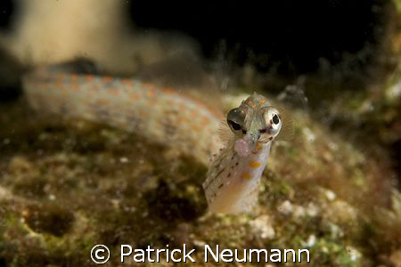 pipefish portrait taken with Canon 400D/Hugyfot by Patrick Neumann 