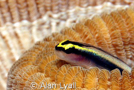 Sharknose goby by Alan Lyall 