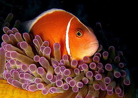 Saw this curious pink anemone fish during a night dive in... by Paz Maria De Vera-Santos 
