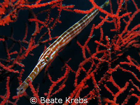Trumpet fish taken at Walkatobi with Canon S70 and Inon s... by Beate Krebs 