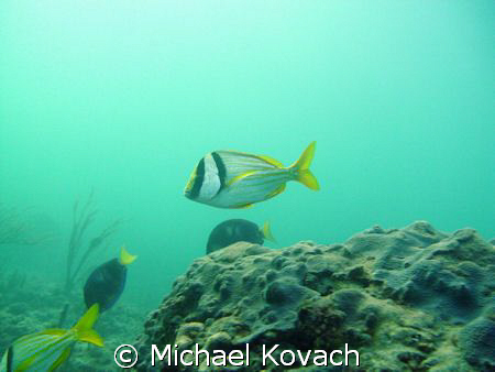 Porkfish on the reef off the Pelican Grand Beach Resort i... by Michael Kovach 