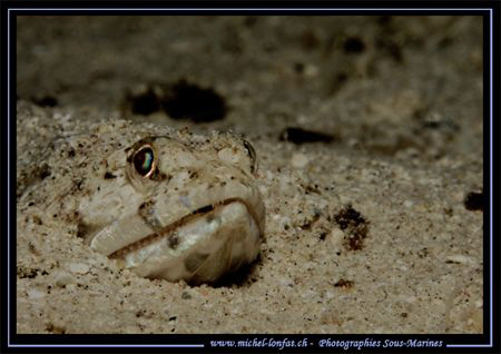 Small Lezard fish hidding in the sand... Que du bonheur..... by Michel Lonfat 