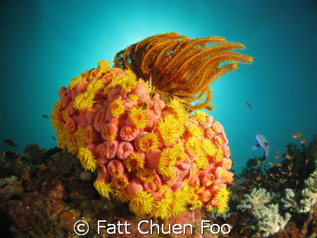 Interesting coral. Anilao, Philippines



 by Fatt Chuen Foo 