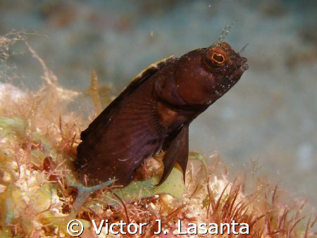 a sailfin blenny at the forest dive site in parguera area... by Victor J. Lasanta 