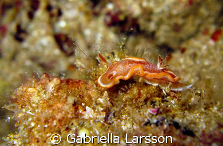 Nudibranch from Koh Haa 4. by Gabriella Larsson 