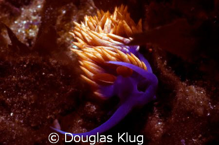 Brilliant Beauty. A Spanish Shawl nudibranch on the kelp ... by Douglas Klug 