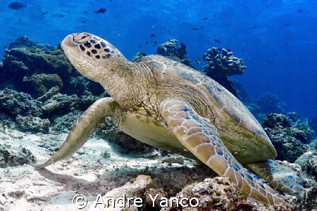 There is nothing more abundant in Sipadan then turtles.  ... by Andre Yanco 