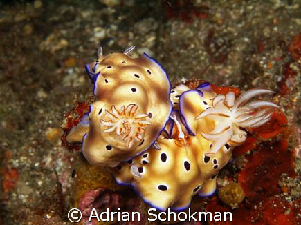 Mating Nudi with a Voyering Imperial Partner Shrimp..... ... by Adrian Schokman 