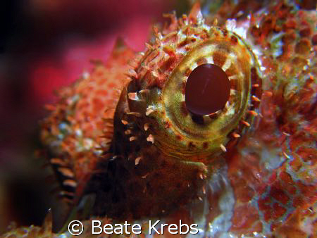 The eye of a scorpion fish, taken at Wakatobi with Canon ... by Beate Krebs 