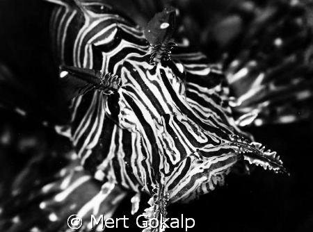 Black and White Lionfish from mombasa by Mert Gokalp 