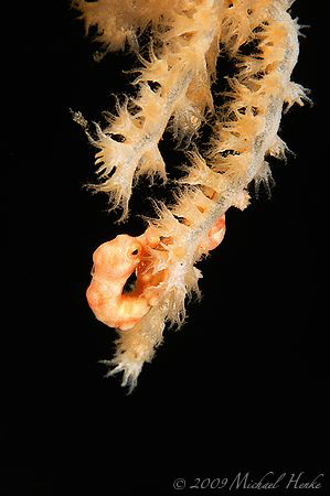tiny and shy - Denise's pygmy seahorse by Michael Henke 