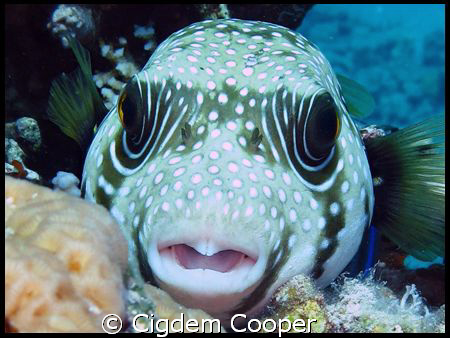 White spotted puffer fish. Taken at Shark's Bay by Cigdem Cooper 