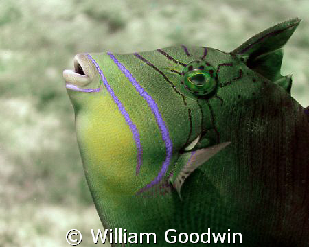 Juvenile Queen Triggerfish - curious but never holding st... by William Goodwin 