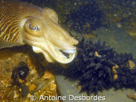 Cuttlefish laying eggs by Antoine Desbordes 
