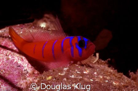 Color Tease.  A shy blue-banded goby at Catalina Island. ... by Douglas Klug 
