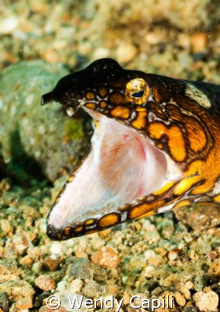 Napoleon snake eel at Secret Bay, anilao by Wendy Capili 