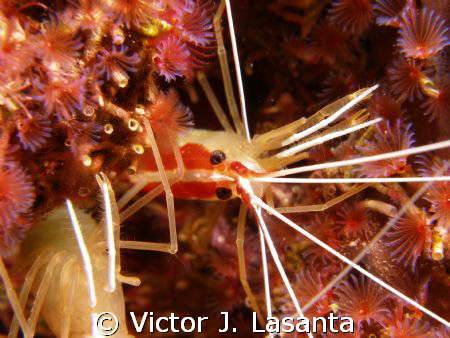 scarlet-striped cleaning shrimp with small split-crown fe... by Victor J. Lasanta 