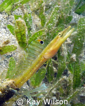 Yellow head pike blenny, St. Vincent. by Kay Wilson 