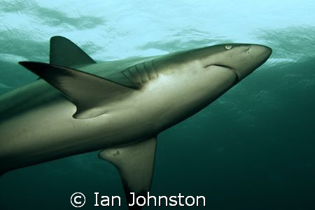 One of about 40 blacktips around us on the Aliwal Shoals.... by Ian Johnston 