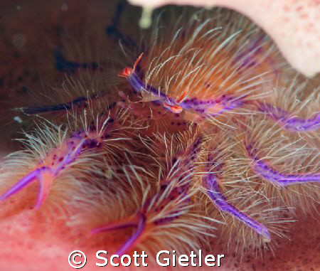 Hairy squat lobster, on a Barrel sponge at night by Scott Gietler 