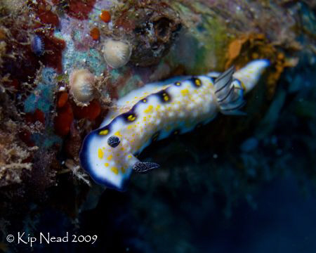 Imperial Nudibranch. From our recent Hawaii trip. Nikon D... by Kip Nead 