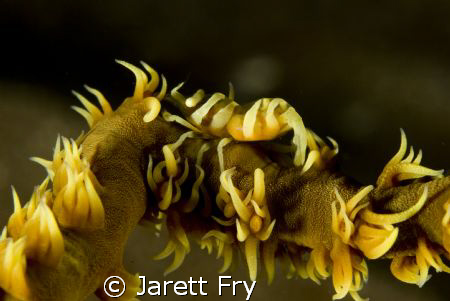 I was excited when this wire coral shrimp moved into posi... by Jarett Fry 