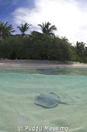 fesdhoo atoll,nikon d2x 10,5mm no strobes by Puddu Massimo 