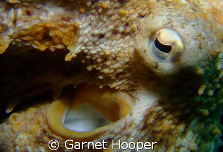 Close up shot of an octopus (Octopus vulgaris) at Les Deu... by Garnet Hooper 