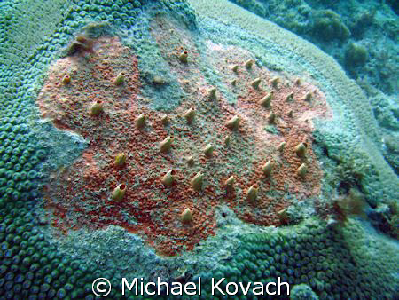 Red boring sponge on a coral head on the reef off the Pel... by Michael Kovach 