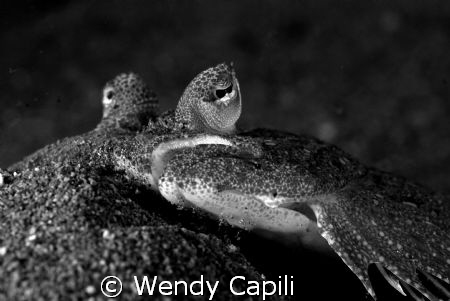 a flat flounder from a different perspective, Secret Bay ... by Wendy Capili 