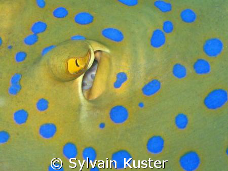 Oeil de raie pastenague à taches bleues... by Sylvain Kuster 