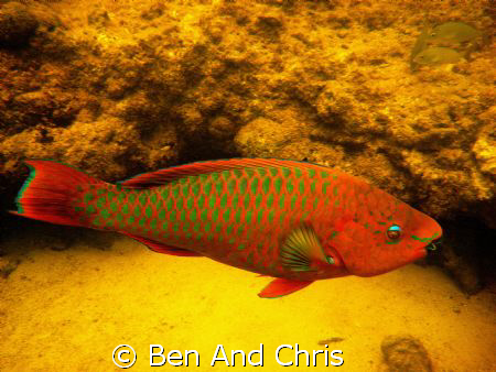 Parrot fish seen while swiming at high tide in the mangrove. by Ben And Chris 