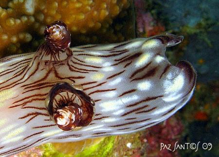 Saw the Kentrodoris rubescens nudibranch while doing my s... by Paz Maria De Vera-Santos 