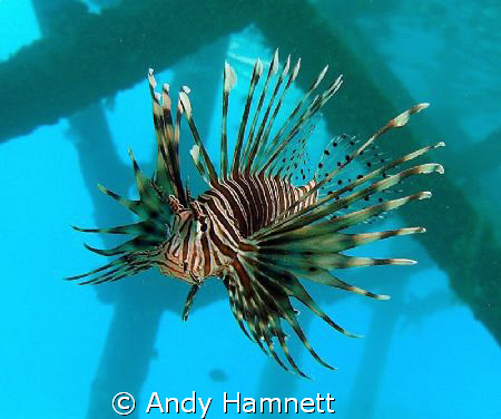 Lionfish under the pier by Andy Hamnett 