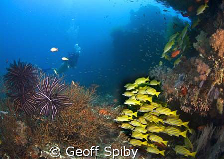 a reefscene in N Male atoll by Geoff Spiby 