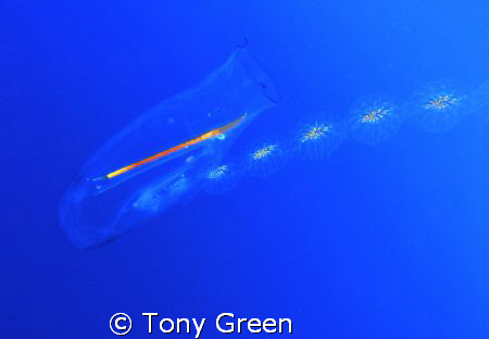 A jellyfish above my head on a Deco stop. by Tony Green 