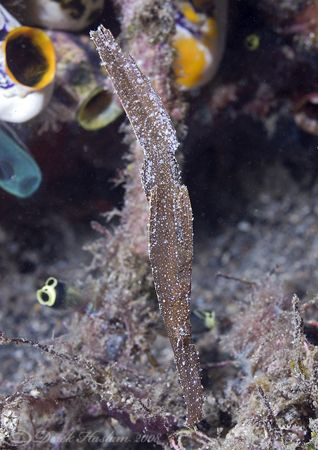Robust ghost pipefish. KBR jetty. Lembeh straits. D200, 6... by Derek Haslam 