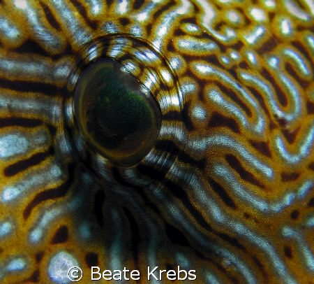 Puffer-Eye , taken at Wakatobi with Canon S70 and CloseUp... by Beate Krebs 