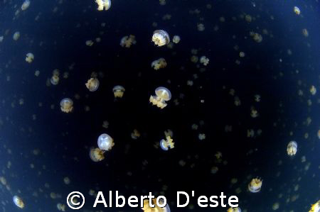 Jellyfish Lake in Palau, Sky full of stars by Alberto D'este 