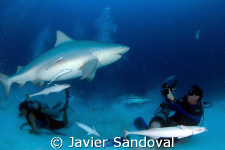 Bull Shark inspecting UW videographer Playa del Carmen Me... by Javier Sandoval 