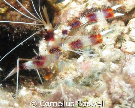 Coral Banded Shrimp. I used a Canon G10 with Ikelite hous... by Cornelius Boswell 
