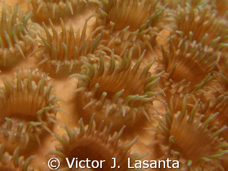cnidarians- white encrusting zoanthid at v.j.levels dive ... by Victor J. Lasanta 
