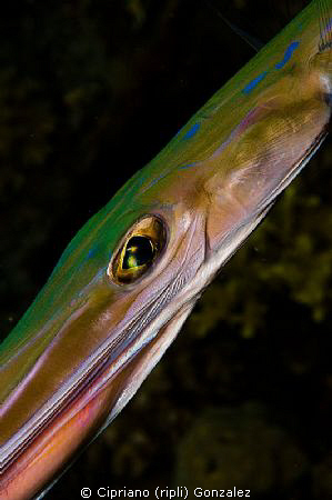 trumpet fish eye. by Cipriano (ripli) Gonzalez 