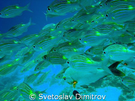 Into the school of fishes by Svetoslav Dimitrov 