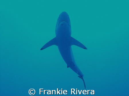 Silky Shark @ Gladden Spit, Belize C.A.
 by Frankie Rivera 