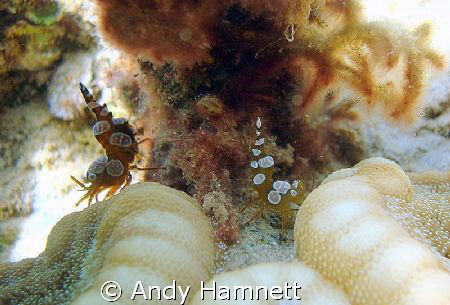Lovers tiff, two hollow back shrimps standing back to bac... by Andy Hamnett 