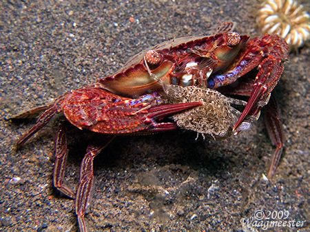 "Crab eat Crab" - Puri Jati, Bali (Canon G9, Inon D2000) by Marco Waagmeester 