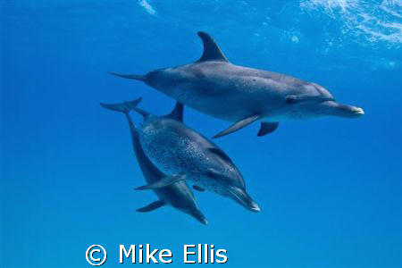 All good thins come in 3's.....Atlantic spotted dolphins ... by Mike Ellis 