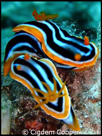 Pjyama nudibranchs mating by Cigdem Cooper 